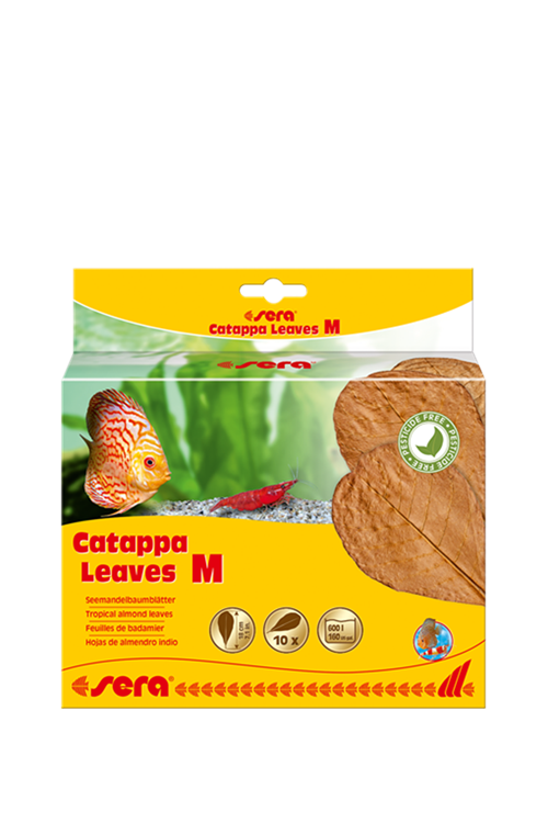 sera catappa yaprağı M 18 cm (10 adet)