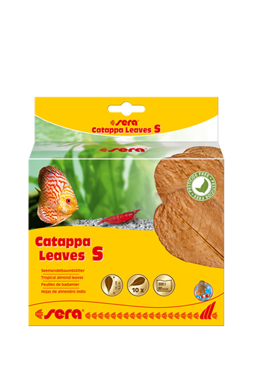 sera catappa yaprağı S 14 cm (10 adet)