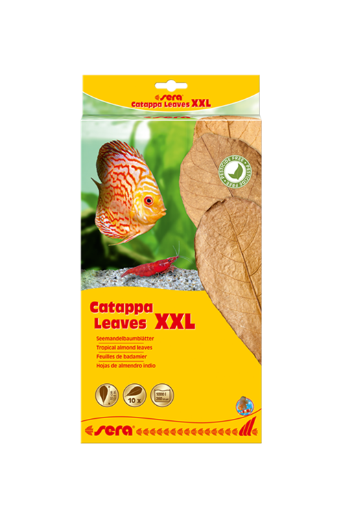 sera catappa yaprağı XXL 32  cm (10 adet)