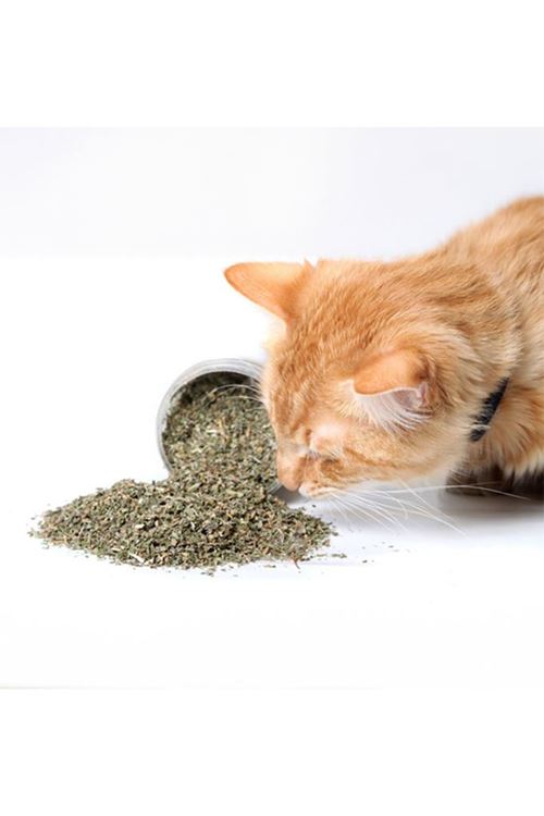 DENTALIGHT NATURAL CATNIP 15G